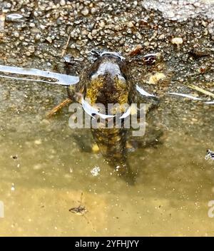 Bloccate salamandra pezzata (Salamandra salamandra terrestris) Foto Stock