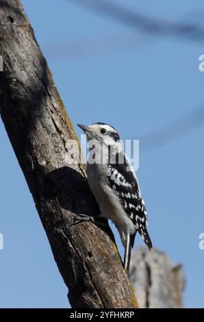 Downy Woodpecker, Dryobates pubescens, maschio Foto Stock