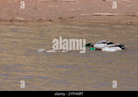 Mallards, Anas platyrhynchos, due maschi e una femmina Foto Stock