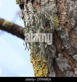 Lichen della cartilagine (Ramalina fraxinea) Foto Stock