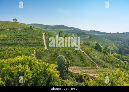 Vigneti sulle colline delle Langhe al mattino, patrimonio dell'umanità dell'UNESCO, regione Piemonte, Italia, Europa. Foto Stock