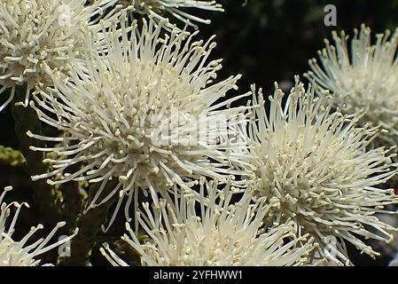 Cono Stompie (Brunia noduliflora) Foto Stock