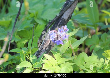 Lungwort peloso (Pulmonaria mollis) Foto Stock