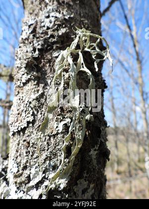 Lichen della cartilagine (Ramalina fraxinea) Foto Stock