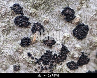 Fungo canker della corteccia di faggio (Neonectria faginata) Foto Stock