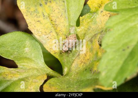 Fragole di radice (Sciaphilus asperatus) Foto Stock