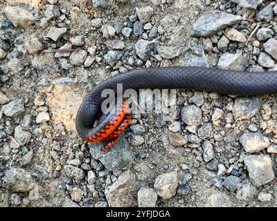 Pacific Ringneck Snake (Diadophis punctatus amabilis) Foto Stock