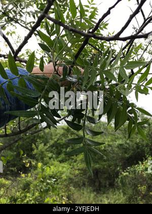 Sumac Prairie flameleaf (Rhus lanceolata) Foto Stock