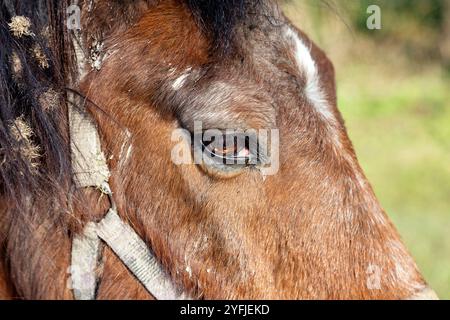 Close-up di un cavallo's eye Foto Stock