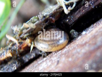 Lumaca di palude asiatica (Bradybaena similaris) Foto Stock