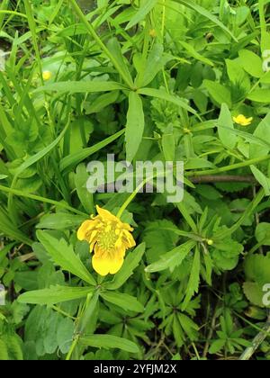 Coppe kashubiane (Ranunculus cassubicus) Foto Stock