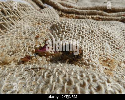 Fiore Bumble Beetle (Euphoria inda) Foto Stock