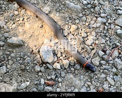 Pacific Ringneck Snake (Diadophis punctatus amabilis) Foto Stock