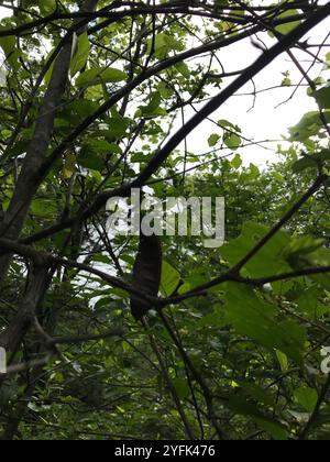 redbud del Texas (Cercis canadensis texensis) Foto Stock