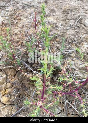 Cardo Russo meridionale (Salsola australis) Foto Stock