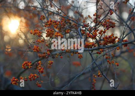 Bacche Bittersweet rosse luminose illuminate dal sole del mattino Foto Stock