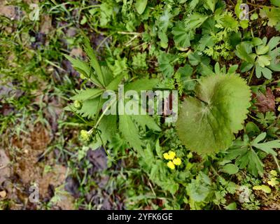 Coppe kashubiane (Ranunculus cassubicus) Foto Stock