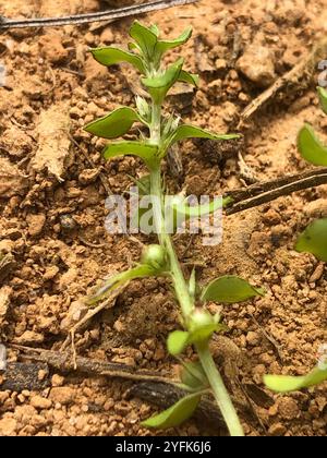 Chaffweed (Lysimachia minima) Foto Stock