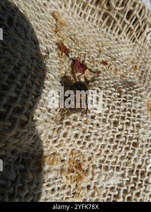 Fiore Bumble Beetle (Euphoria inda) Foto Stock