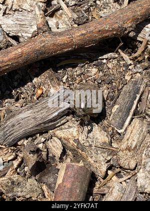 Fiore Bumble Beetle (Euphoria inda) Foto Stock