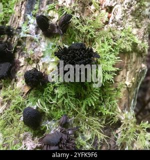 Canna di cioccolato (Stemonitis Splendens) Foto Stock