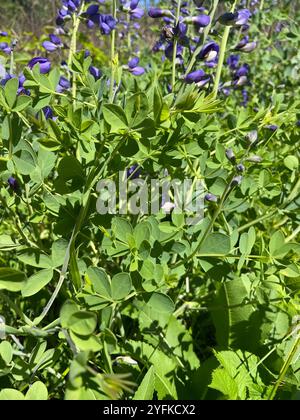 Indaco selvatico blu prateria orientale (Baptisia australis aberrans) Foto Stock
