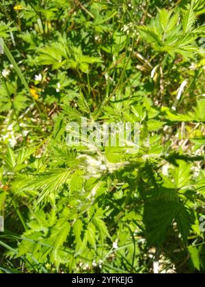 Mora a foglia di pesce (Rubus laciniatus) Foto Stock