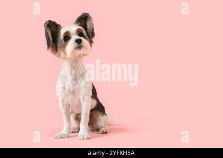 Carino cane Biewer Terrier seduto su sfondo rosa Foto Stock