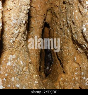 Salamandra della grotta di Strinati (Speleomantes strinatii) Foto Stock