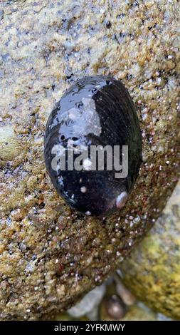 Abalone nero (Haliotis cracherodii) Foto Stock