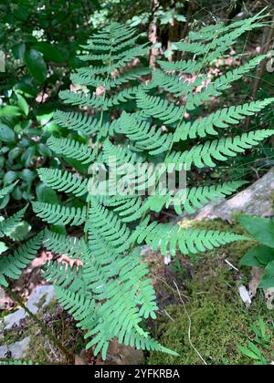 Felce da legno marginale (Dryopteris marginalis) Foto Stock