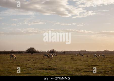 Mandrie di vacche Podoliane pascolano all'aperto sui pascoli di Zasavica Serbia, Vojvodina. Il bestiame di Podolia è una razza di mucche e api provenienti dall'Europa con la lunga h Foto Stock
