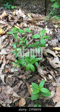 Cannuccia di liquirizia (Galium circaezans) Foto Stock