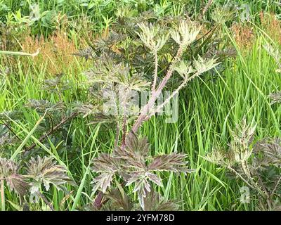 Mora a foglia di pesce (Rubus laciniatus) Foto Stock