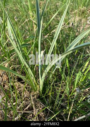 Monte Deathcamas (Anticlea elegans) Foto Stock