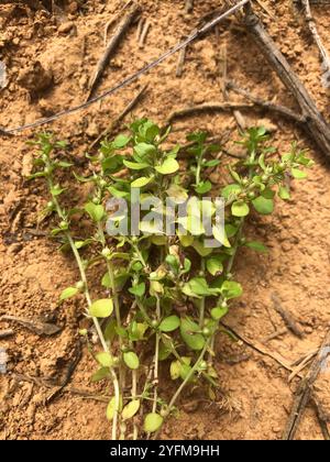 Chaffweed (Lysimachia minima) Foto Stock