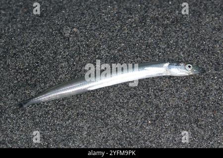 Lancia di sabbia del Pacifico (Ammodytes personatus) Foto Stock