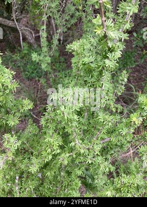 Texas lignum-vitae (Guaiacum angustifolium) Foto Stock