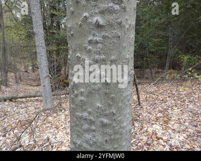 Fungo canker della corteccia di faggio (Neonectria faginata) Foto Stock