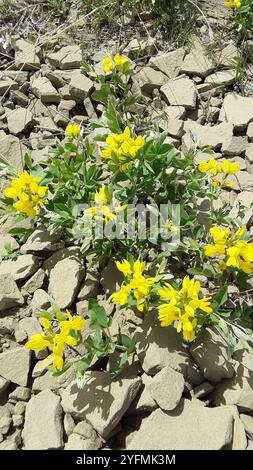 Fagioli d'oro (Thermopsis rhombifolia) Foto Stock