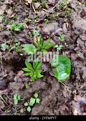 Coppe kashubiane (Ranunculus cassubicus) Foto Stock