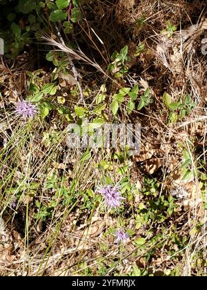 Zecca di Coyote (Monardella villosa) Foto Stock