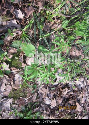 Coppe kashubiane (Ranunculus cassubicus) Foto Stock