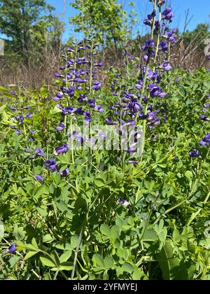 Indaco selvatico blu prateria orientale (Baptisia australis aberrans) Foto Stock