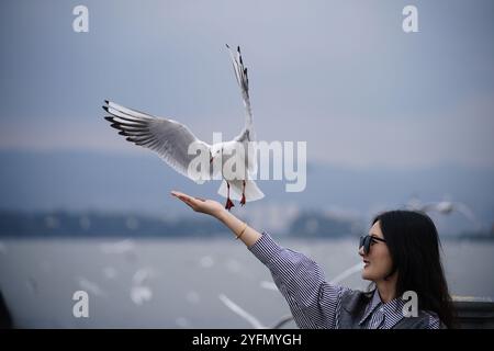 Kunming, Cina. 4 novembre 2024. I turisti ammirano i gabbiani dalla testa nera presso il lago Dianchi a Kunming, capitale della provincia dello Yunnan della Cina sud-occidentale, 4 novembre 2024. Gruppi di gabbiani dalla testa nera volarono a Kunming per il clima caldo in inverno. Credito: Liu Ranyang/China News Service/Alamy Live News Foto Stock