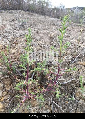 Cardo Russo meridionale (Salsola australis) Foto Stock