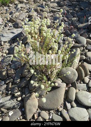 Legno spagnolo maggiorana (Thymus mastichina) Foto Stock