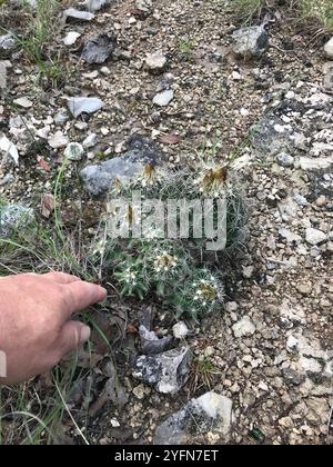 Cactus con nipplo scanalato (Coryphantha sulcata) Foto Stock