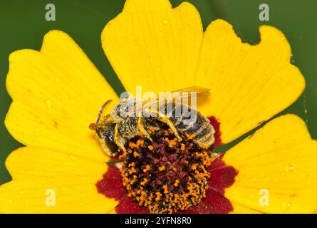 Bee on Tickseed, giardino naturale di insetti di polline e fiori, Springtime. Foto Stock