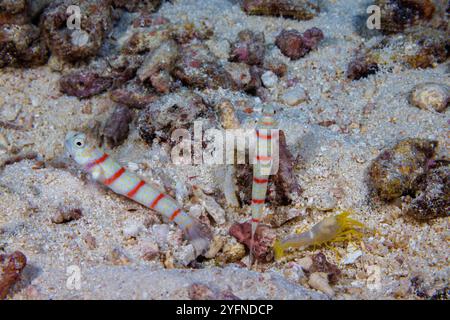 Questi due shrimpgoby vulcanici, Ambyeleotris rhyax, sono alla ricerca di predatori del gambero alpheide cieco, Alpheus ochrostriatus, che costruisce Foto Stock